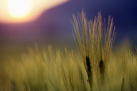 Entro il 2023 la Russia diventerà il terzo Paese nell'export del grano (Fonte: Itar Tass)